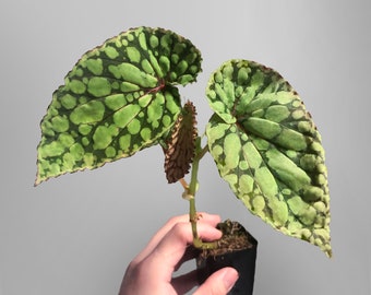Begonia Chlorosticta Green Terrarium Culture