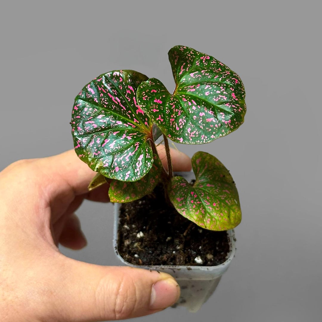 Piper Sp. Papua - Etsy