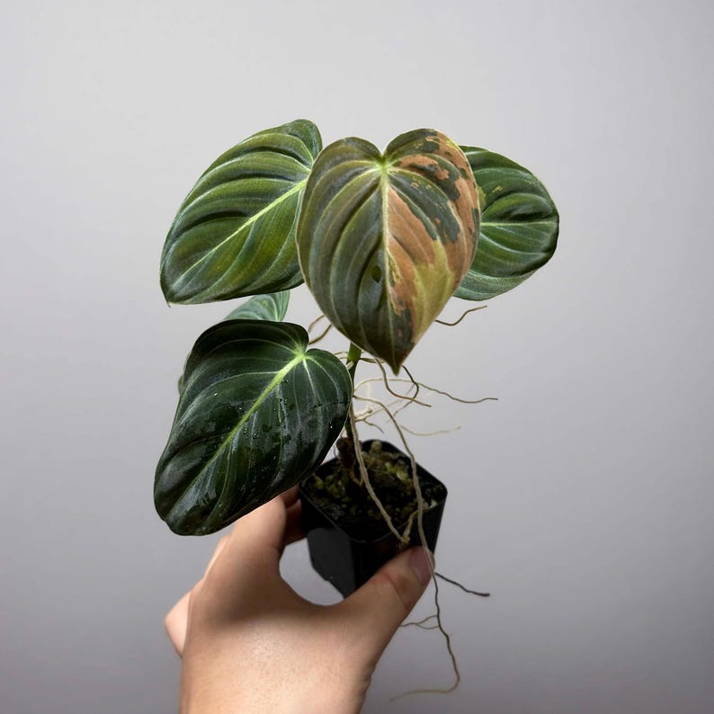 May include: A Philodendron Melanochrysum plant in a small black pot. The plant has large, heart-shaped leaves with prominent veins. The leaves are a mix of dark green, light green, and brown. The plant's roots are visible.