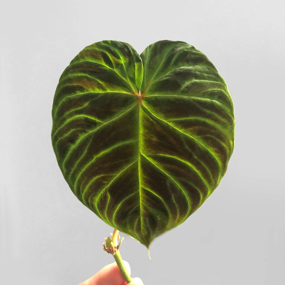 hastatum silver sword philodendron Philodendron hastatum "Silver Sword" 8"