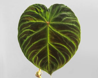 Philodendron Verrucosum "Mini"