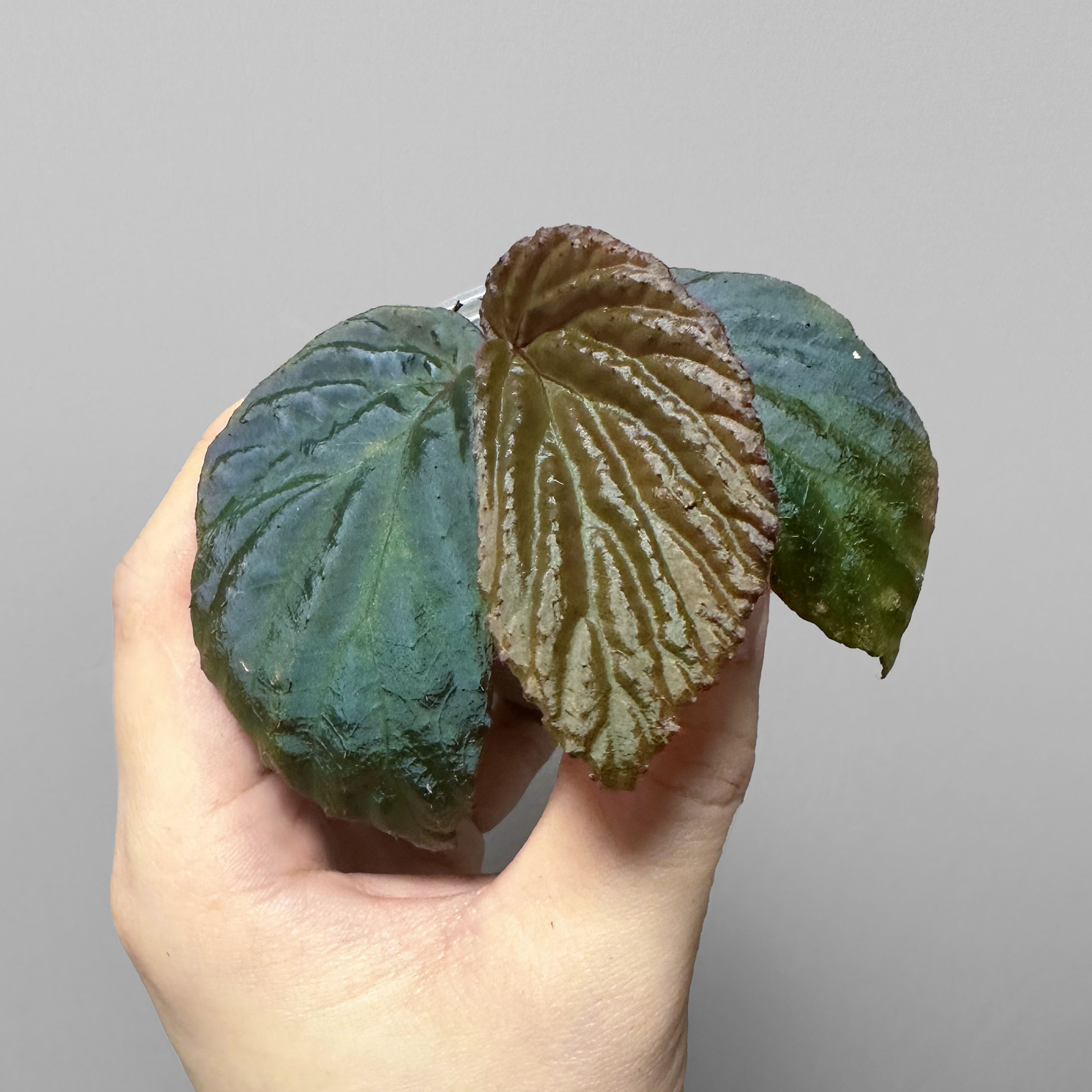 Begonias - Etsy 日本