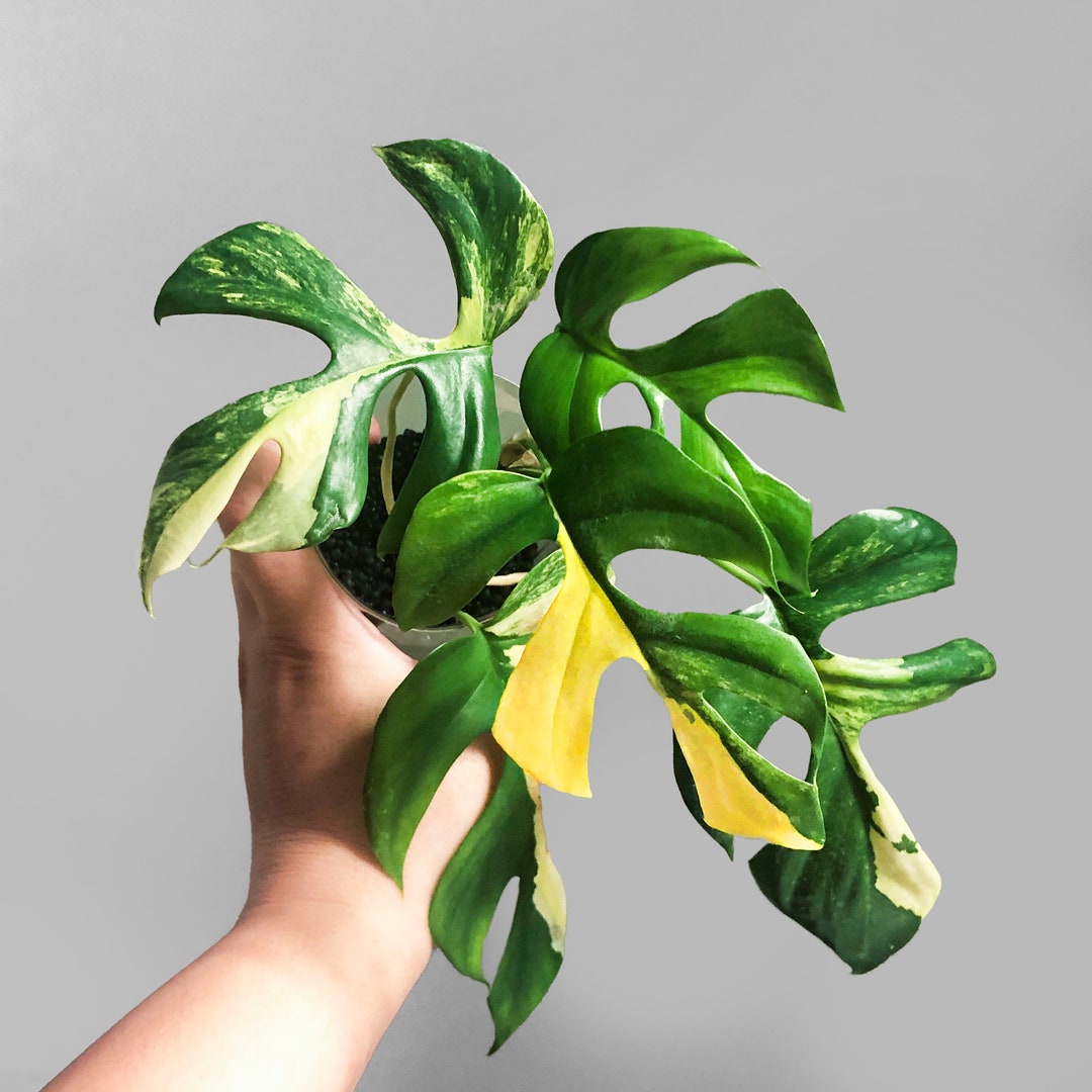 超希少Rhaphidophora Tetrasperma Migmaトップカット 141.jpg