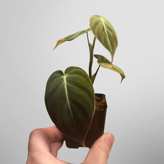 Philodendron Melanochrysum - Etsy
