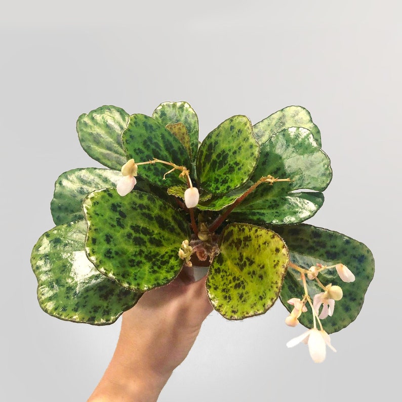 Begonia Blancii "Mottled" - Thumbnail 2