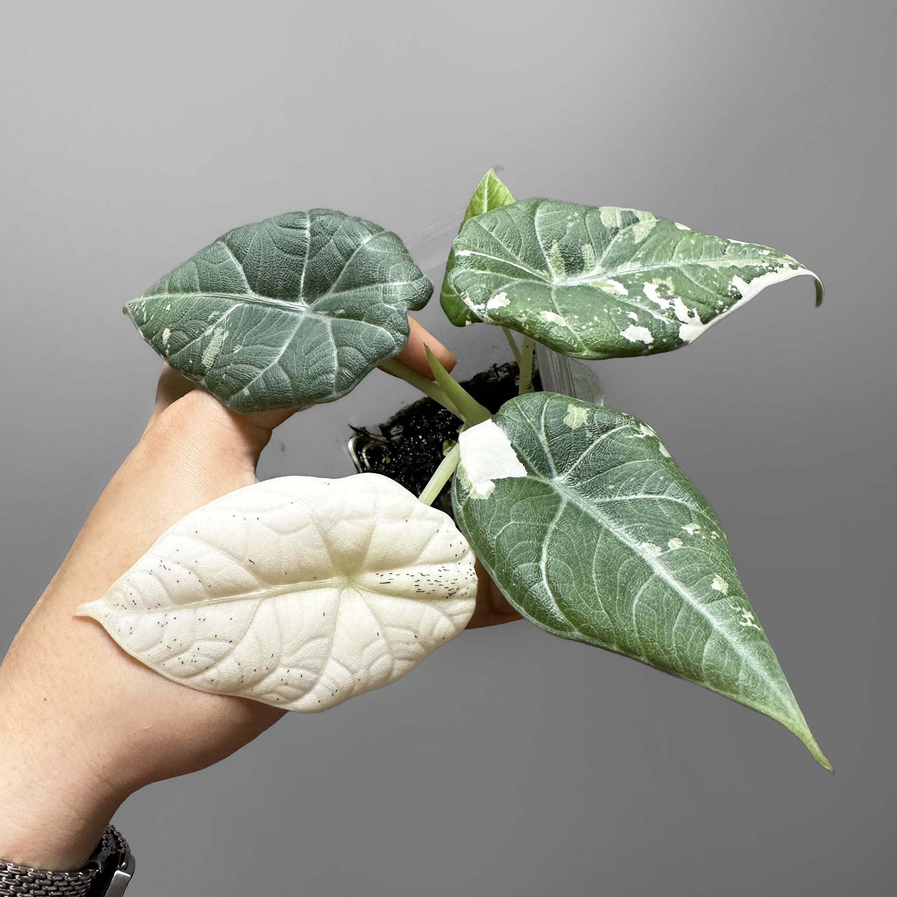 アロカシア　マハラニアルボ 親株写真あり アロカシア・マハラニ・アルボ : r/alocasia