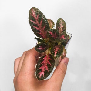 Episcia Pink Acajou Starter Plant Flame Violet Terrarium Culture image 4