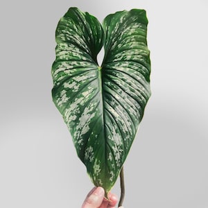 May include: A large, heart-shaped leaf with a dark green base color and irregular white variegation. The leaf has prominent veins and a textured surface. The stem is visible at the bottom, and the leaf is held by a hand against a plain background.