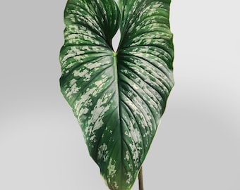 Philodendron Mamei FREE US SHIPPING