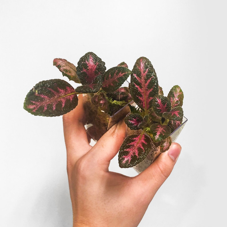 Episcia Pink Acajou Starter Plant Flame Violet Terrarium Culture image 3