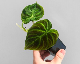 Philodendron Verrucosum "mini" - Etsy