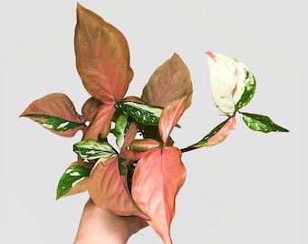 (レア)シンゴニウム・コンフェッティ・トリコロール&レッドスポット トリコロール il_340x270.3741496630_bi50.jpg