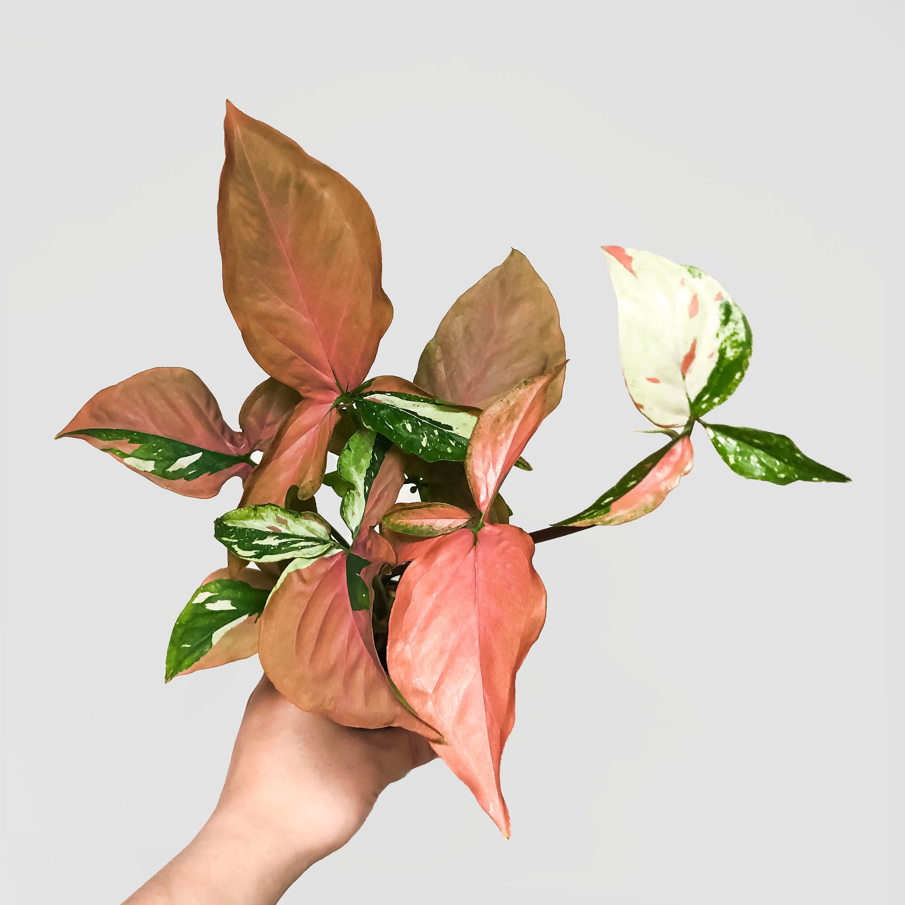 シンゴニウム レッドスポット トリコロール 米国販売業者 - Etsy 日本