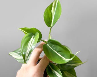 Philodendron hederaceum 'Rio' - 6"