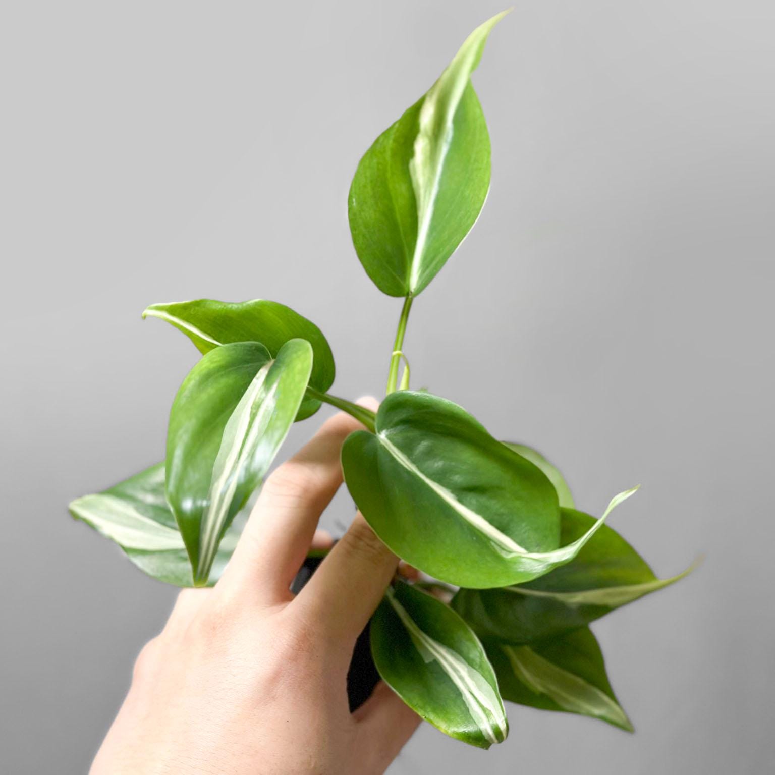 Philodendron Hederaceum 'rio' - Etsy