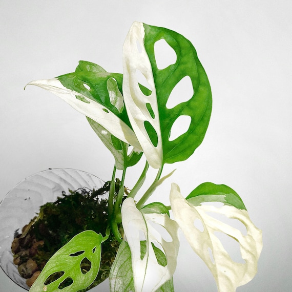 Monstera Adansonii Albo Variegated Japanese Tricolor - Etsy Hong Kong