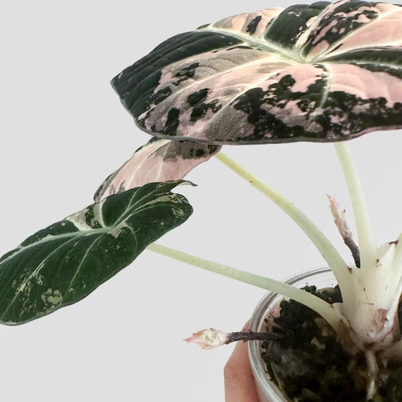Alocasia Black Velvet Pink Variegated Corm - Etsy Alocasia Black Velvet Pink Variegated Corm - Etsy