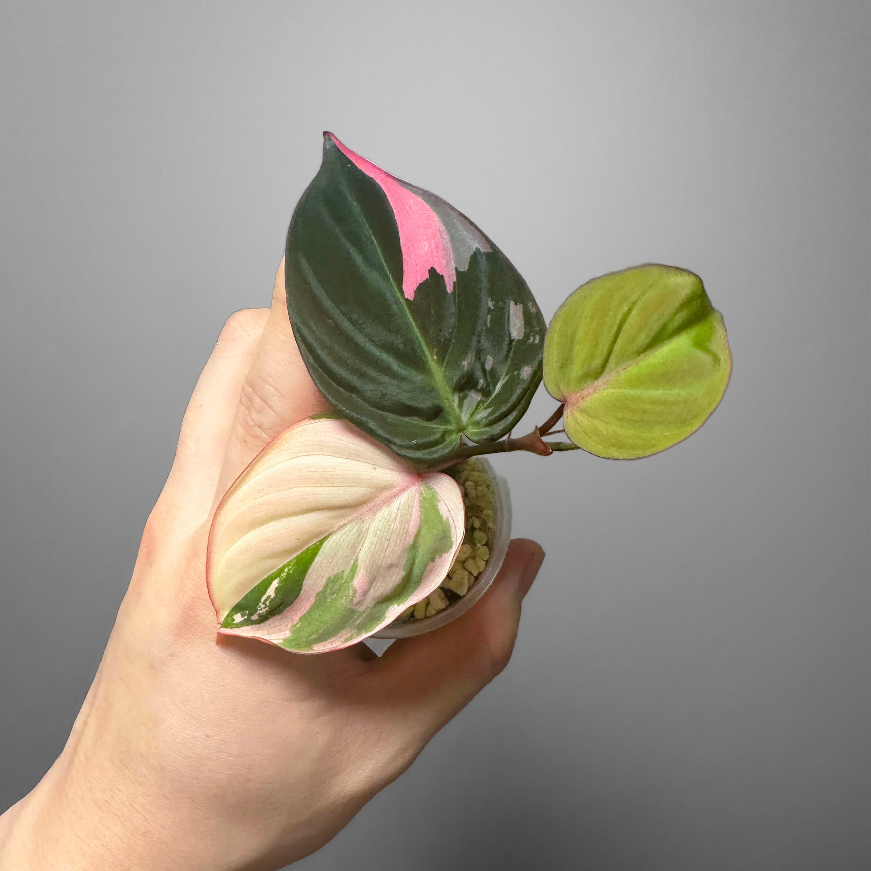 Philodendron Micans Pink Variegated - Etsy