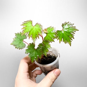 Cultivo de terrario de Begonia Lyallii ENVÍO GRATIS A EE. UU.