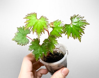 Begonia Lyallii Terrarium Culture FREE US SHIPPING
