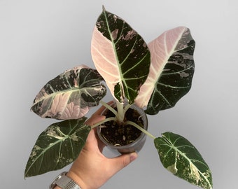 Alocasia Black Velvet Pink Variegated Corm