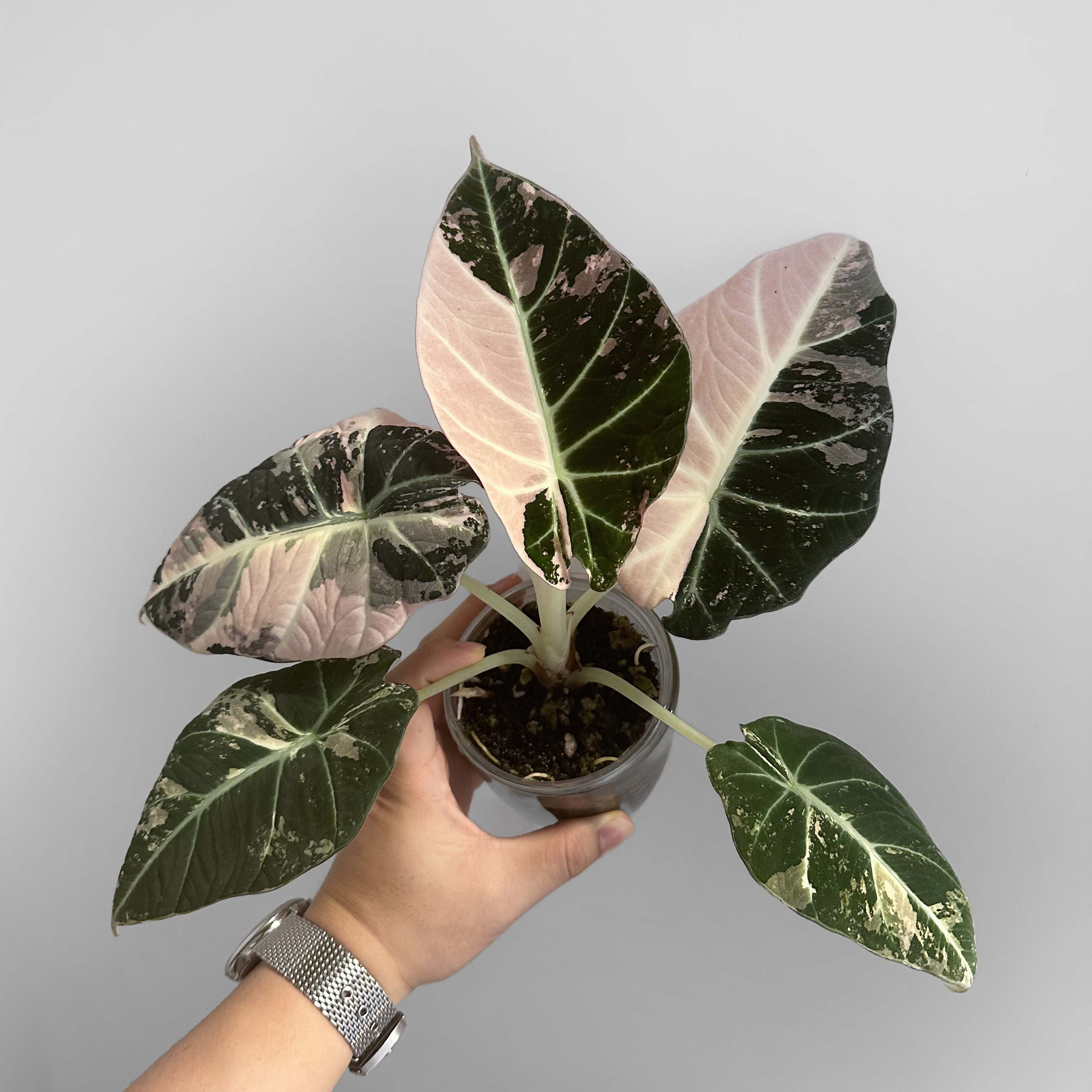 Alocasia Black Velvet Pink Variegated Corm - Etsy Alocasia Black Velvet Pink Variegated Corm - Etsy