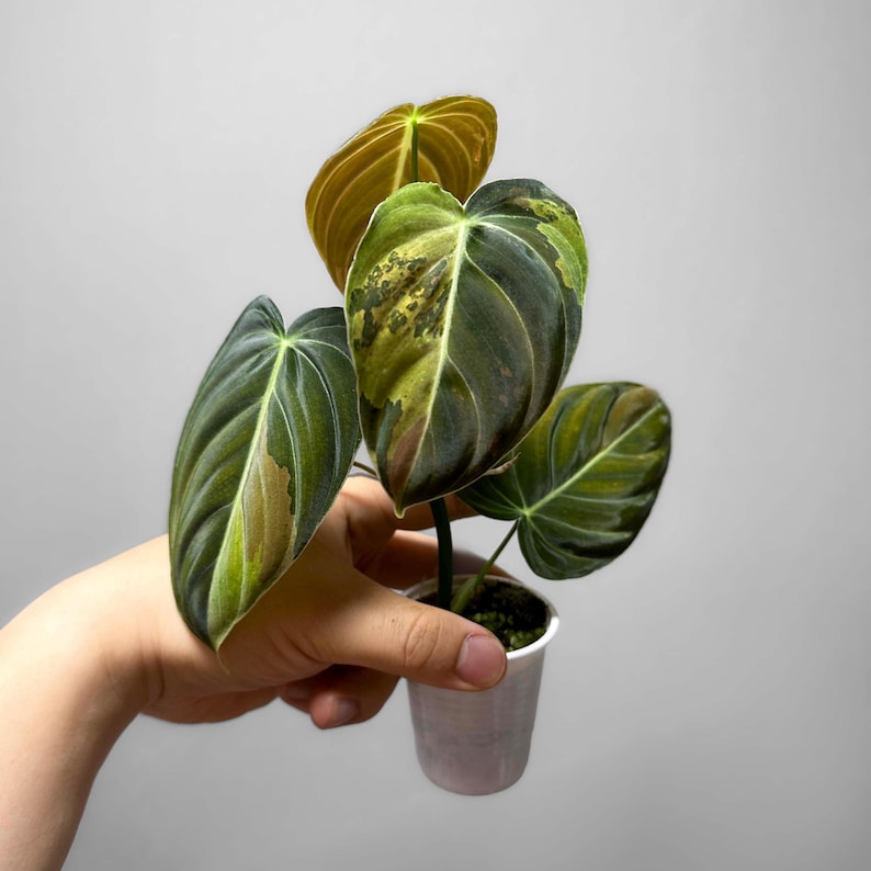 May include: A small potted plant with large, variegated leaves. The leaves display a mix of dark green, light green, and brown hues. The plant is held in a small white pot, showcasing the intricate patterns and colors of the foliage.