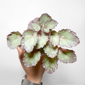 Begonia &#39;Glamorous&#39;