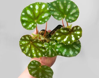 Begonia Jiewhoei