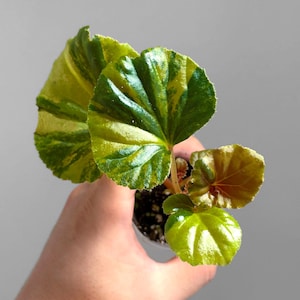 Begonia Cucullata Abigarrada