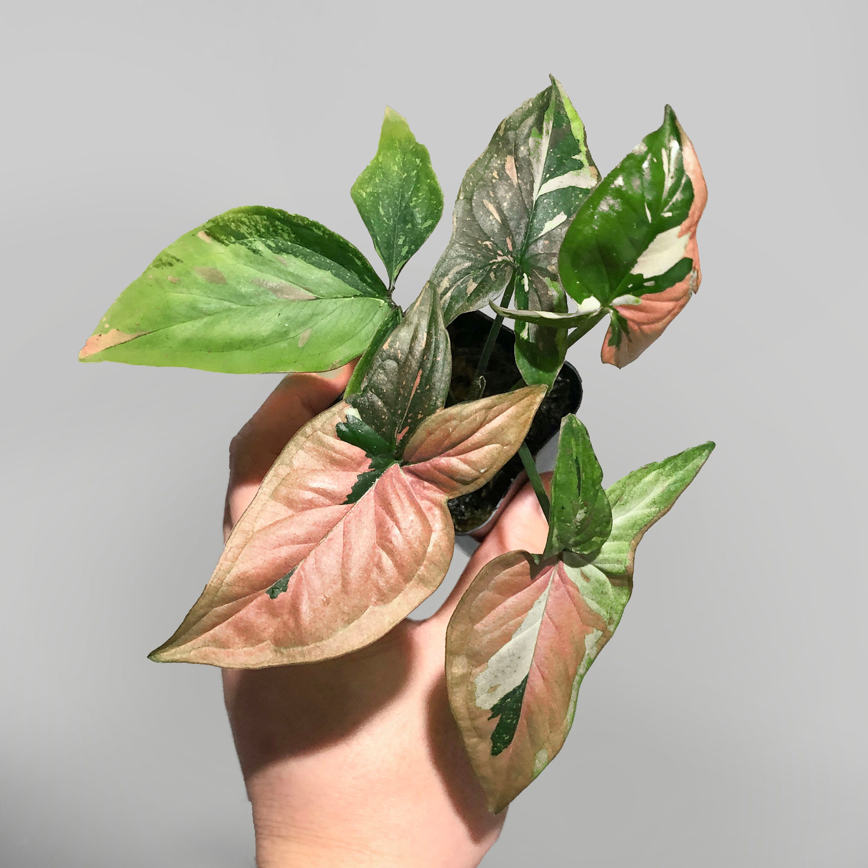 シンゴニウム レッドスポット トリコロール 米国販売業者 - Etsy 日本