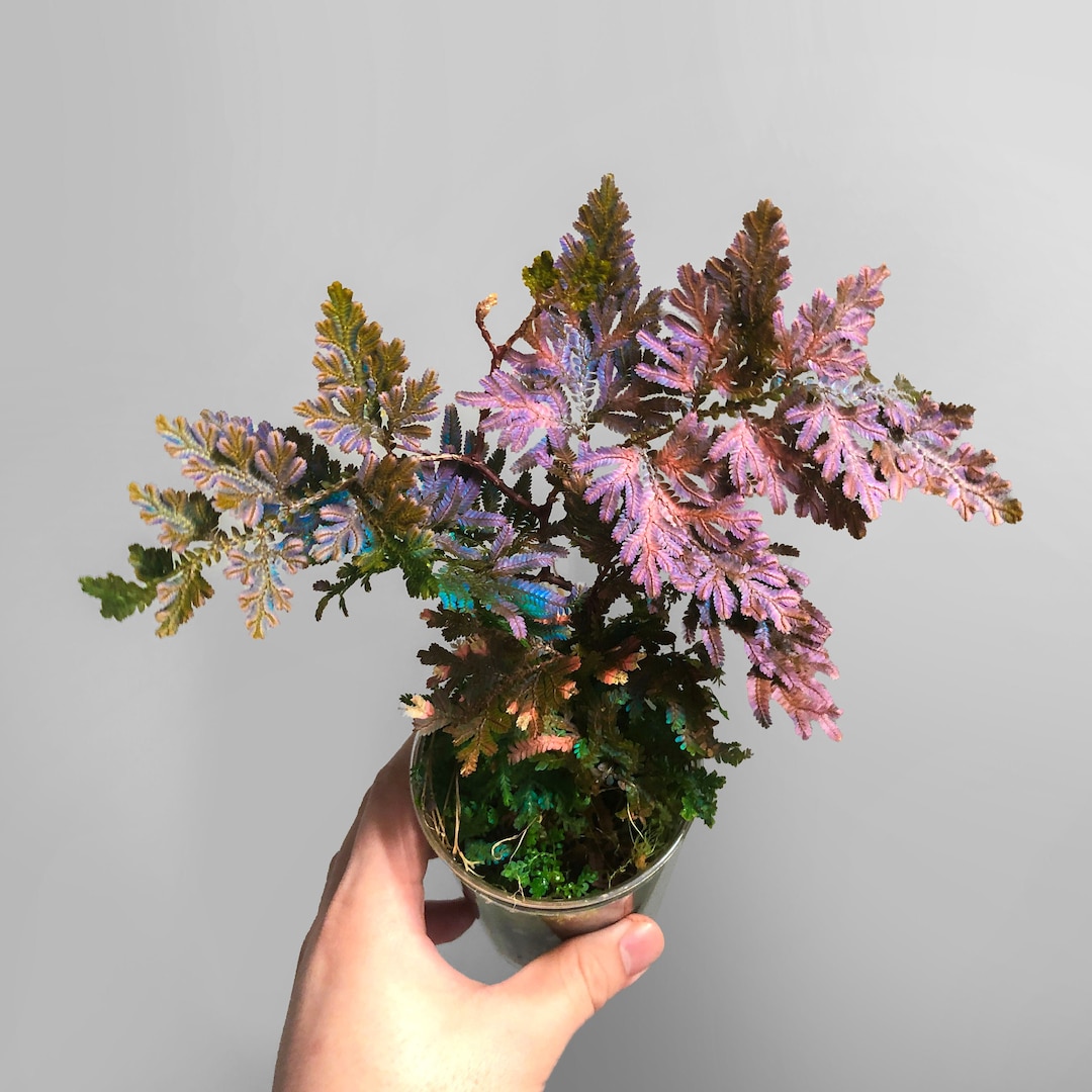 Selaginella Willdenowii - Etsy Canada