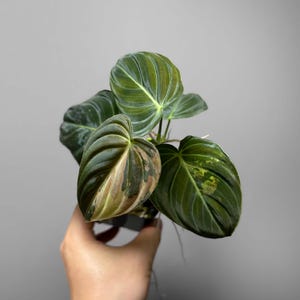 May include: Close-up of a Philodendron Melanochrysum plant with large, dark green leaves. The leaves have prominent veins and a velvety texture. Some leaves display a mix of green, brown, and tan hues, adding visual interest. The plant is in a small black pot.