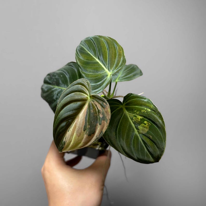 May include: Close-up of a Philodendron Melanochrysum plant with large, dark green leaves. The leaves have prominent veins and a velvety texture. Some leaves display a mix of green, brown, and tan hues, adding visual interest. The plant is in a small black pot.