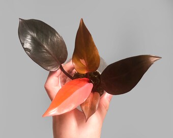 Philodendron Persimmon Princess - Etsy