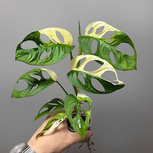 Monstera Adansonii Albo Variegated Japanese Tricolor (Planta Exacta)