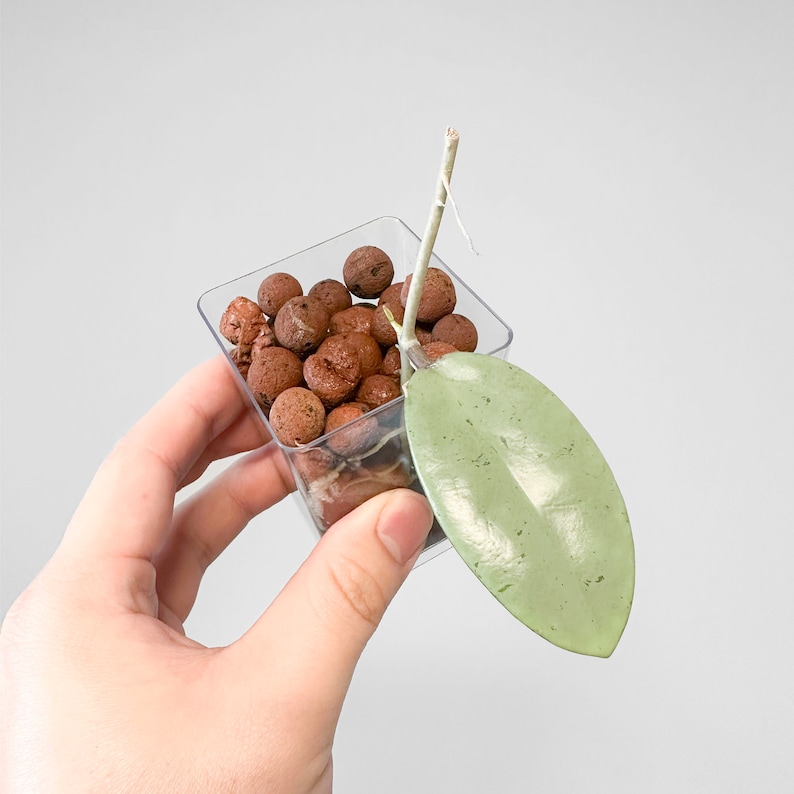 May include: A single leaf of a houseplant with a stem growing out of a clear square container filled with brown clay pebbles.