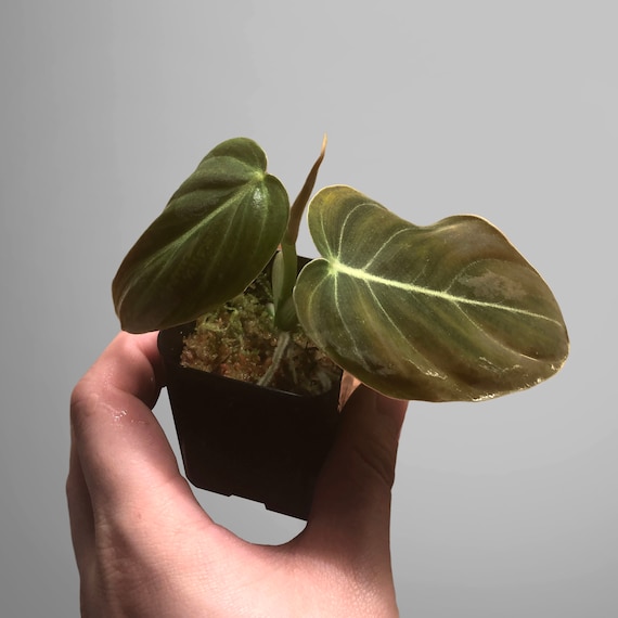 plants for purple serum Pure Glow Booster main image 0