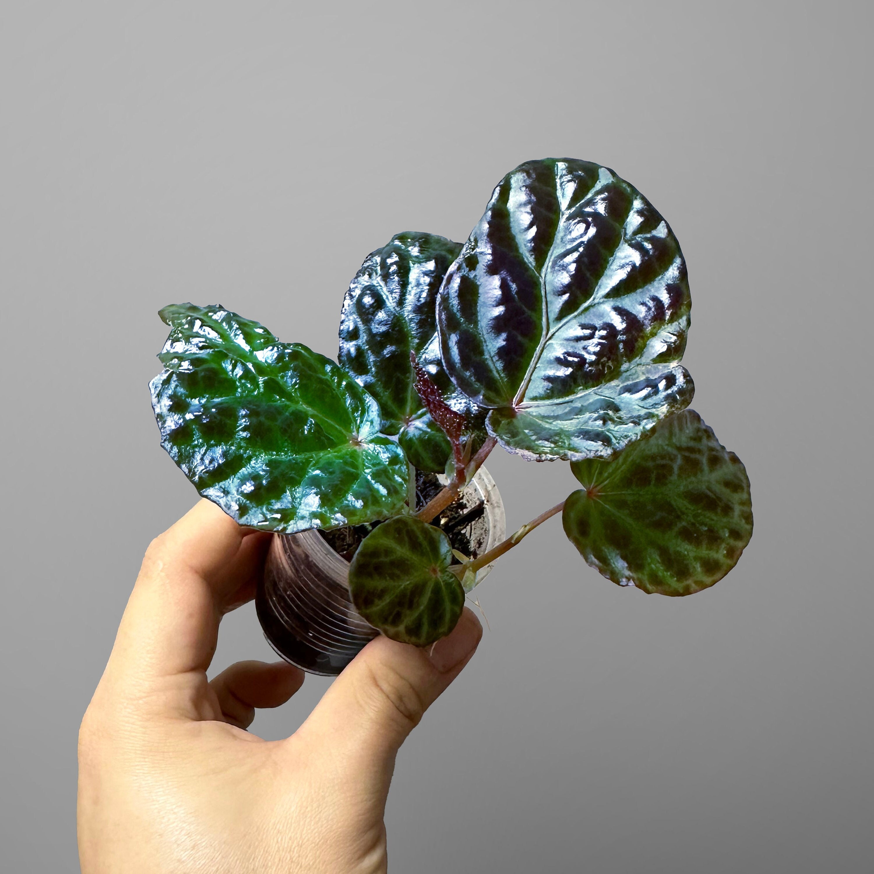 専用❣️Begonia sp. yuk ベゴニア テムユク 卵葉 青光り葉 希少