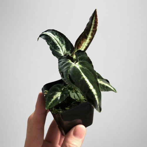 Syngonium Rayii Dark Terrarium Culture