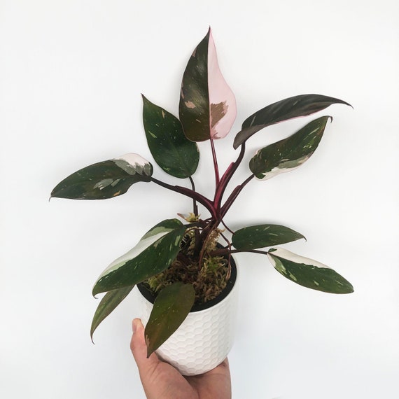Philodendron Rot Anderson - Etsy.de