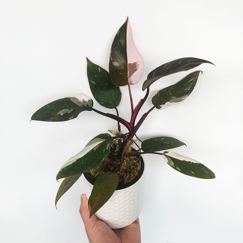 DingPlants Philodendron Anderson