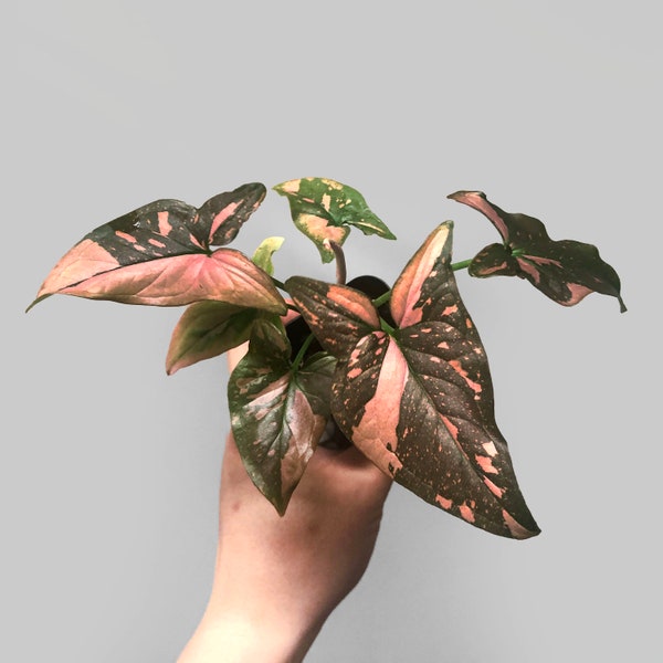 Pink Splash Syngonium Etsy