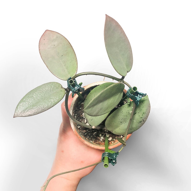 May include: A houseplant with green and silver leaves is potted in a terracotta pot. The plant is being trained to grow up a wire trellis using green plastic clips.
