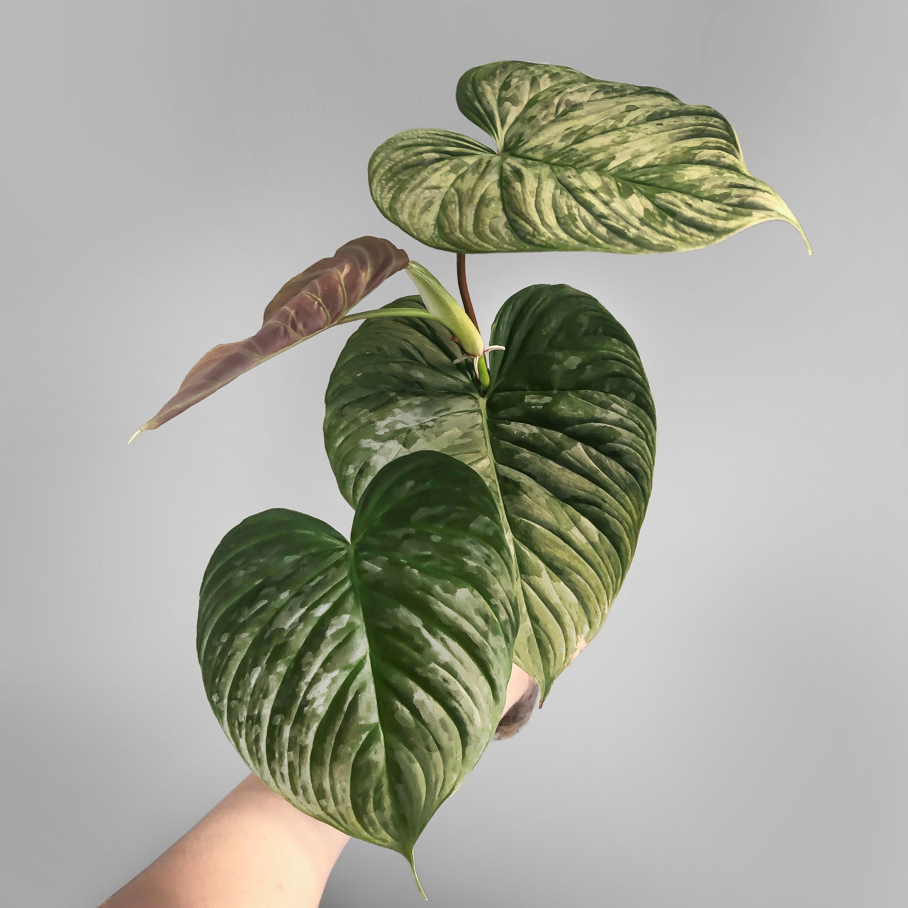 Philodendron Majestic FREE US SHIPPING - Etsy