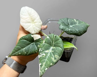 その他観葉植物 Alocasia Maharani Albo variegated Alocasia Maharani Albo Variegata