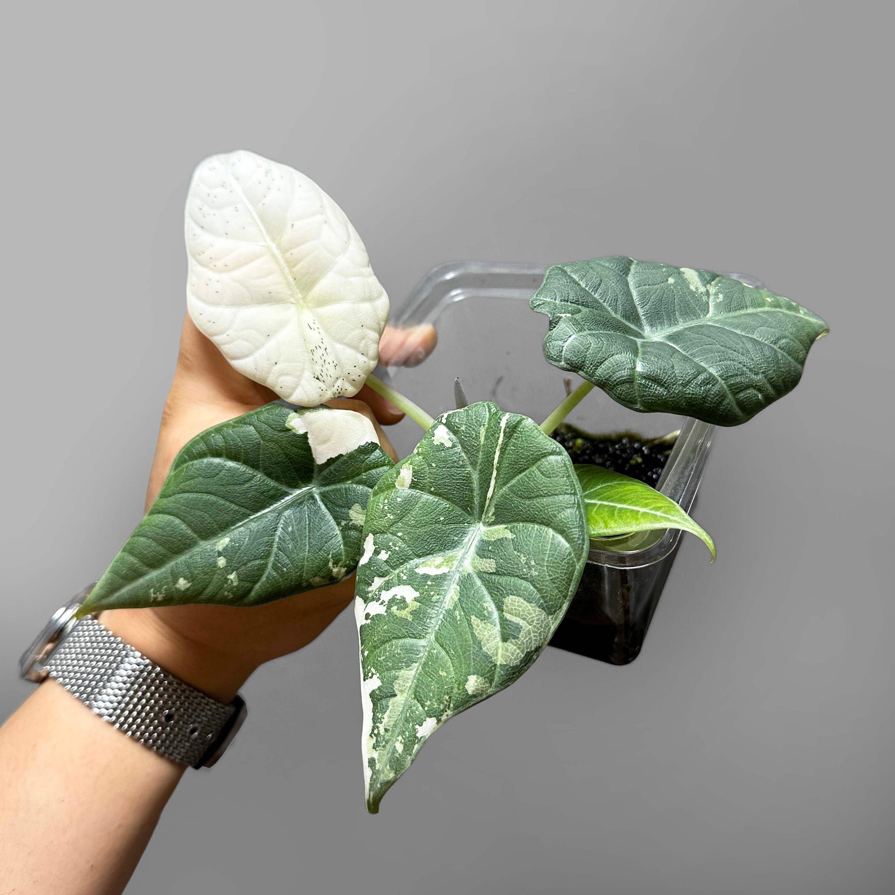Variegated alocasia maharani - Etsy 日本 Variegated alocasia maharani - Etsy 日本
