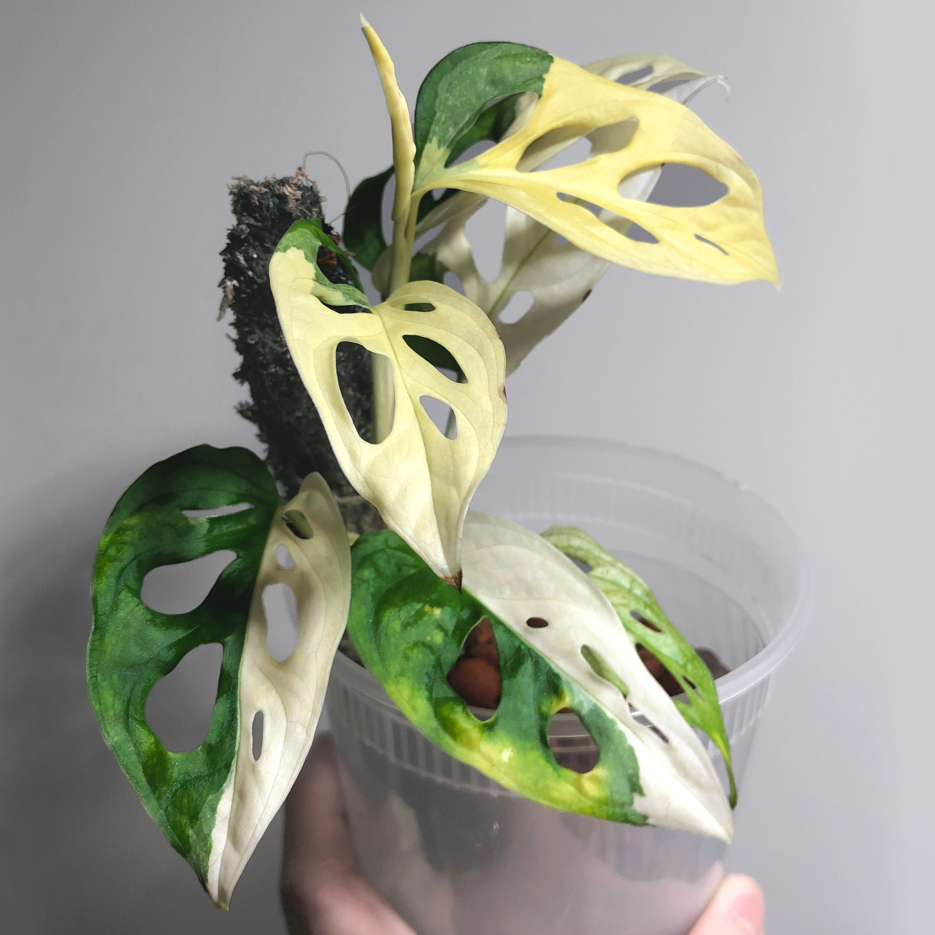 Monstera Adansonii Albo Variegated Japanese Tricolor - Etsy Hong Kong