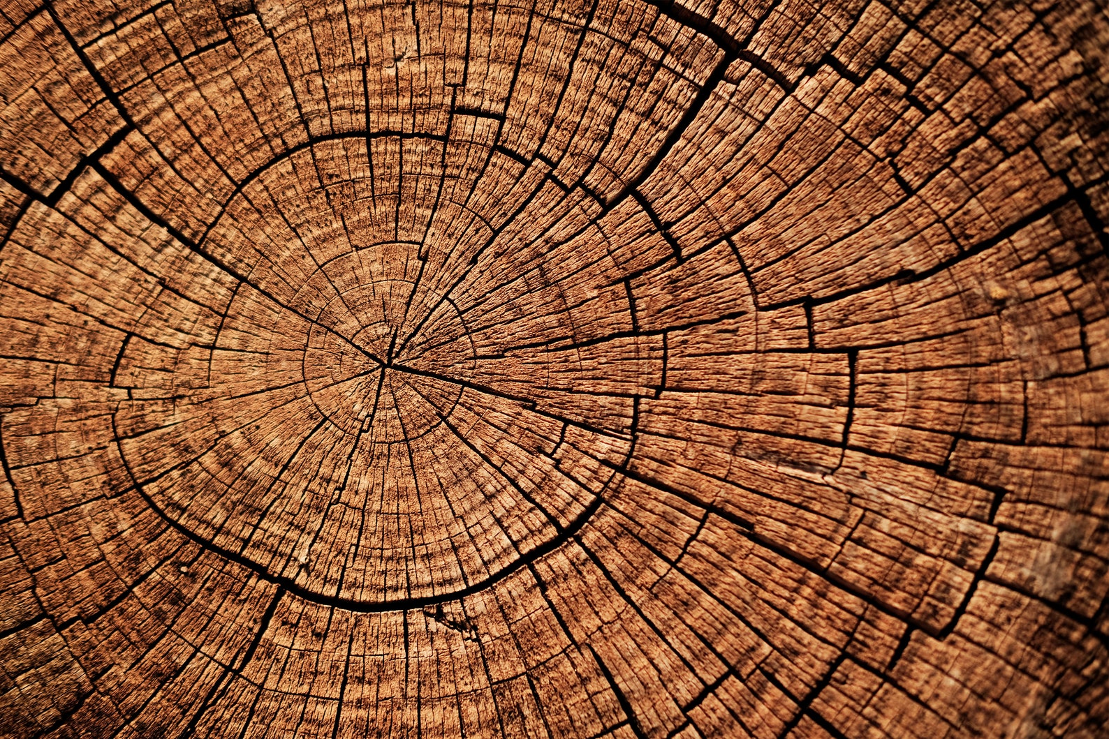 Wallpaper Wooden Cut Background Wall Art Mural - Etsy