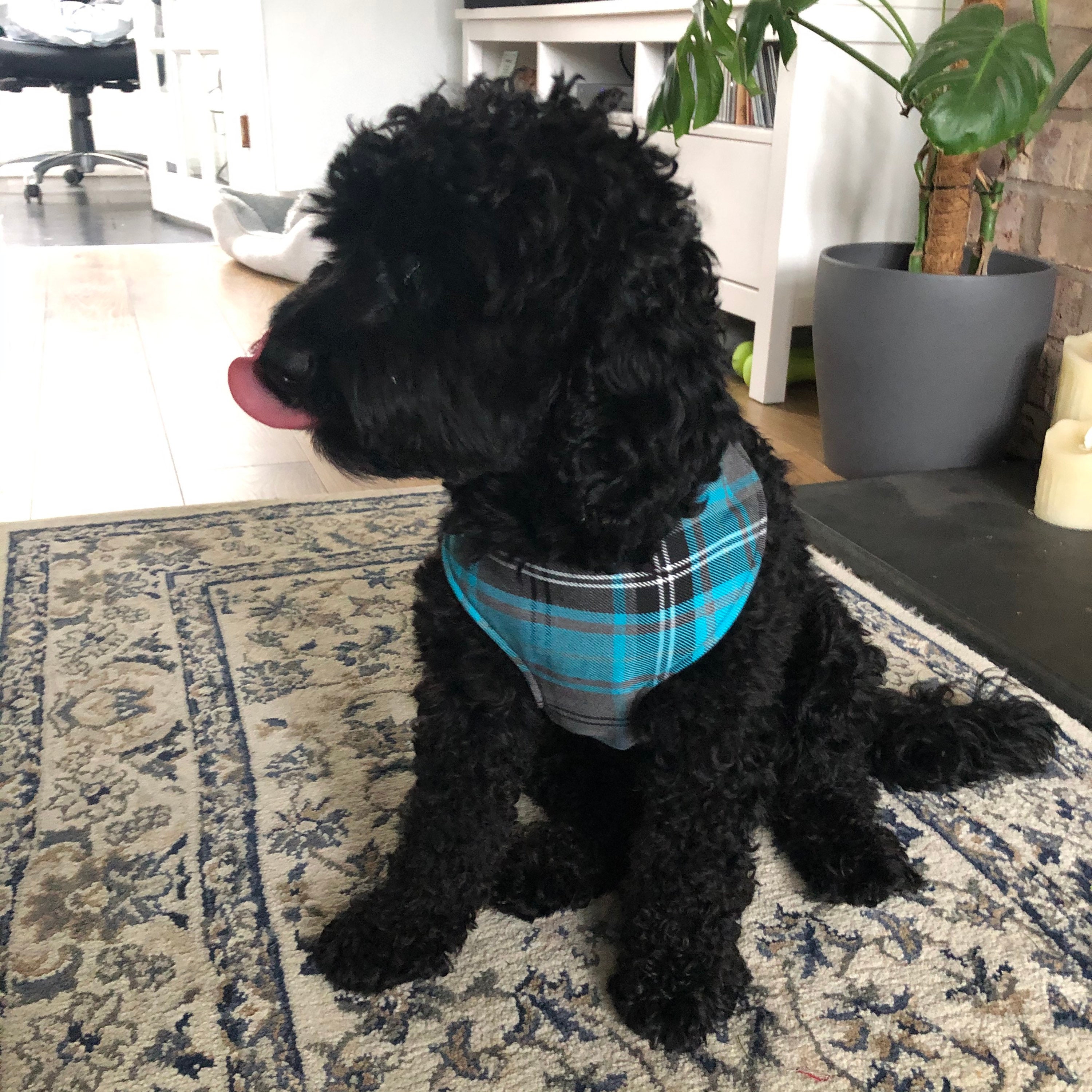 Dog Pet Puppy Harness Adjustable Handmade Etsy